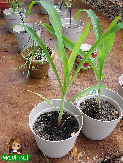 070827-Corn-Plants