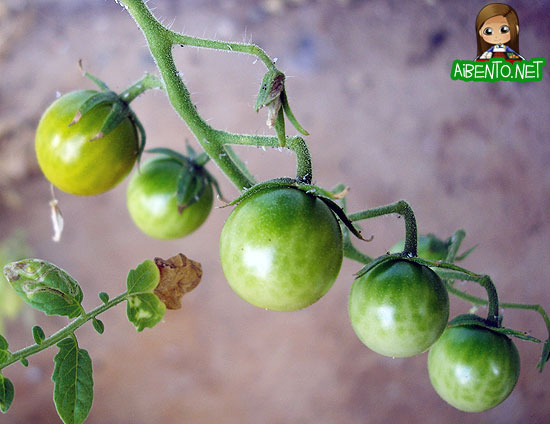 Cherry Tomatoes