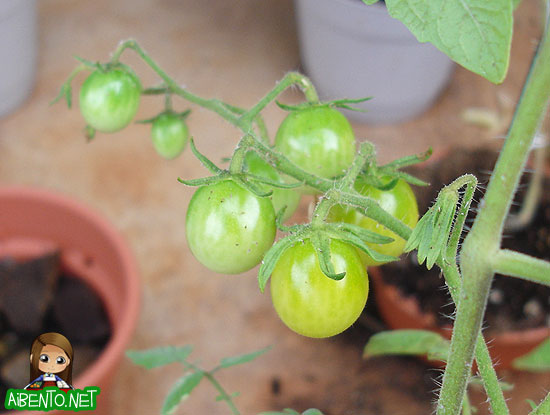 Cherry Tomatoes