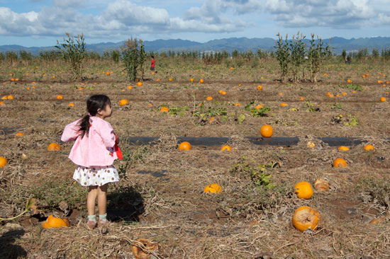 Pumpkin Patch 1