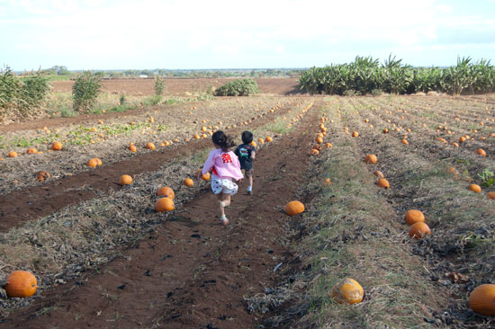 Pumpkin Patch 2