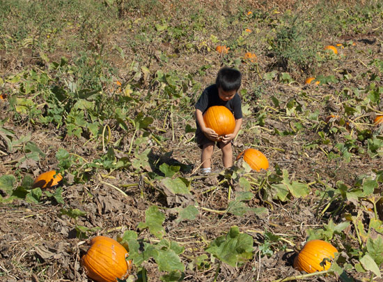 Pumpkin Patch 3