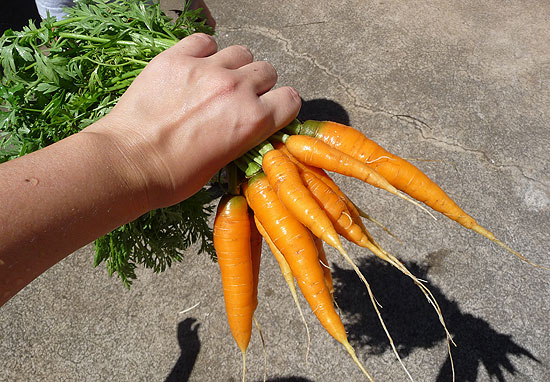 Carrots